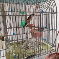 سهره نر.قناری نر