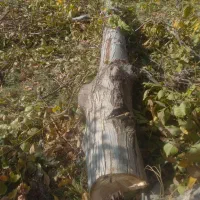 قطع درخت ، هرس درخت ، خرید چوب ،|خدمات باغبانی و درختکاری|مشهد, کوی دروی|دیوار