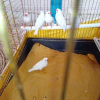 فنچ دانه ای۱۵۰هزار|پرنده|هشتگرد, فاز ۷ مهستان|دیوار