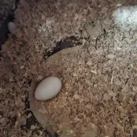 جفت عروس هلندی با تخم|پرنده|بندر ماهشهر, |دیوار