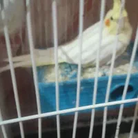 عروس هلندی خانمم تشریف دارن