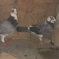 کفتر  جفت گاه