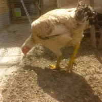 مرغ لاری|حیوانات مزرعه|شیراز, شهرک مفتح|دیوار