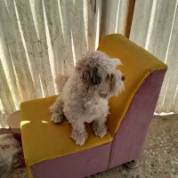 سگ پا کوتاه