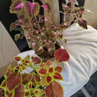 گل طبیعی آپارتمانی