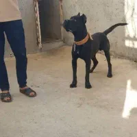 کن کورسو|سگ|آشخانه, |دیوار