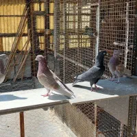 کبوتر|پرنده|تهران, جوادیه|دیوار