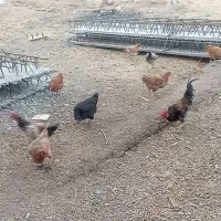خروس 60پوپ