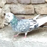 کبوتر پرواز