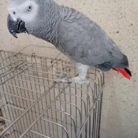 کاسکوسخنگو|پرنده|شیراز, عادل آباد|دیوار