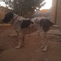 توله لاس یک سال نیمه|سگ|زنده رود, |دیوار