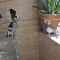 کبوتر تیدی|پرنده|شیراز, معالی‌آباد|دیوار