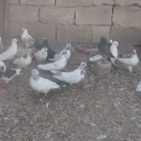 کبوتر