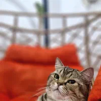 گربه بریتیش