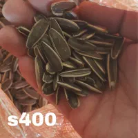 تخمه آفتابگردان