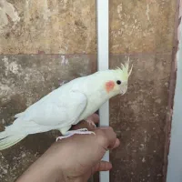 یک جفت عروس هلندی خوشگل|پرنده|ماهدشت, |دیوار