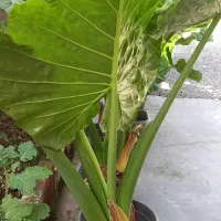 فروش گل باباآدم سبز خارجی|گل و گیاه طبیعی|نشتارود, |دیوار