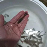 ماهی گوپی گاوی نژاد دار