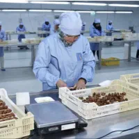 استخدام همکار خانم بسته بندی خرما