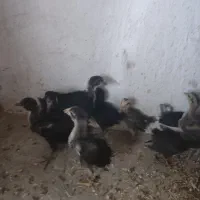 جوجه کردی اصل یکماهه