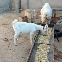 بزغاله نر سانن