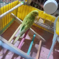 دو عدد مرغ عشق نر ماده|پرنده|جیرفت, |دیوار