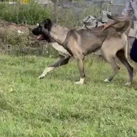 سگ سرابی بینظیر|سگ|گرگان, |دیوار