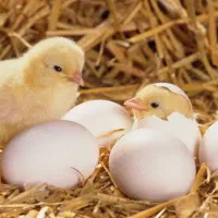 استخدام سترمن/ هچرمن جوجه کشی