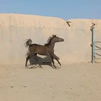 یک راس مادیان کردبهمراه ۲ راس کره  مدرک دار|اسب و تجهیزات اسب‌سواری|گلپایگان, |دیوار