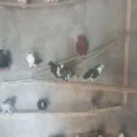 کبوتر
