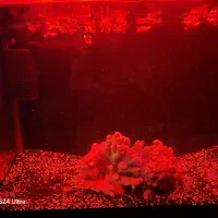 اکواریوم ماهی شیشه خم|ماهی|مشهد, چهارچشمه|دیوار