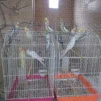 تعدادی عروس هلندی