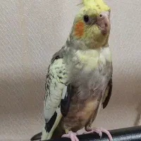 عروس هلندی ۵۵ روزه آماده دستی کردنه