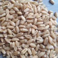 گندم بذری ۳تنی