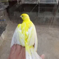 فروش قناری|پرنده|عجب شیر, |دیوار