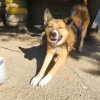 سگ مالینویز|سگ|گرگان, |دیوار