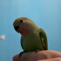 جوجه سرلاکی کوتوله