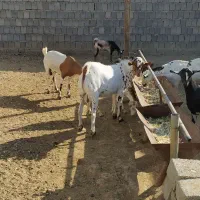 حیوان کهره نری