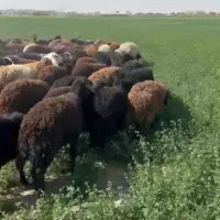 گوسفند|حیوانات مزرعه|فشاپویه, |دیوار
