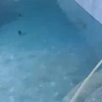 ساخت و آرماتوربندی استخر و ساختمان|خدمات پیشه و مهارت|کرمانشاه, |دیوار