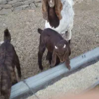 2شاه بز پاکستانی فروشی با5بزغاله 4تانر1ماده