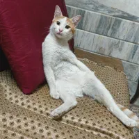 گربه گمشده