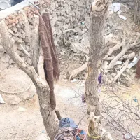 فروش کنده درخت