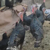 بوقلمون برنز|پرنده|نوبران, |دیوار