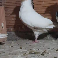 کبوتر|پرنده|مینودشت, |دیوار