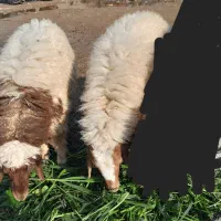 باسلام‌دوعدد‌گوسفند‌ماده‌درجه‌یک‌