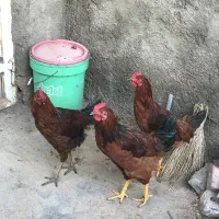 دو مرغ یک خروس