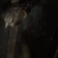 جوجه سهره