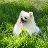 پامرانین نر پامر