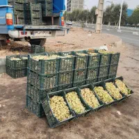 انگور شیرازی شیره ایی